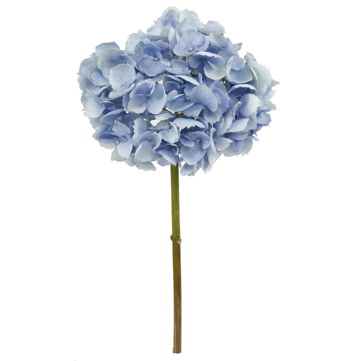 Hydrangea Stem