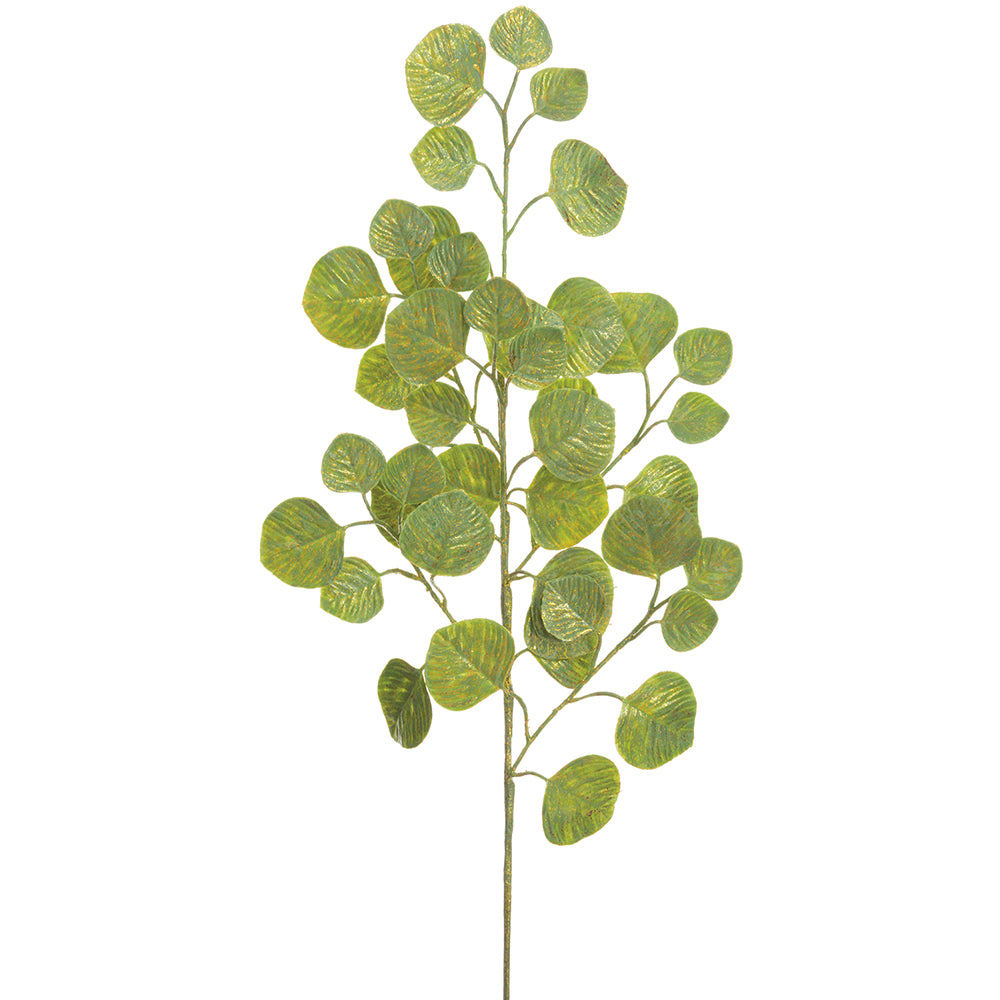 Eucalyptus Leaf Stem
