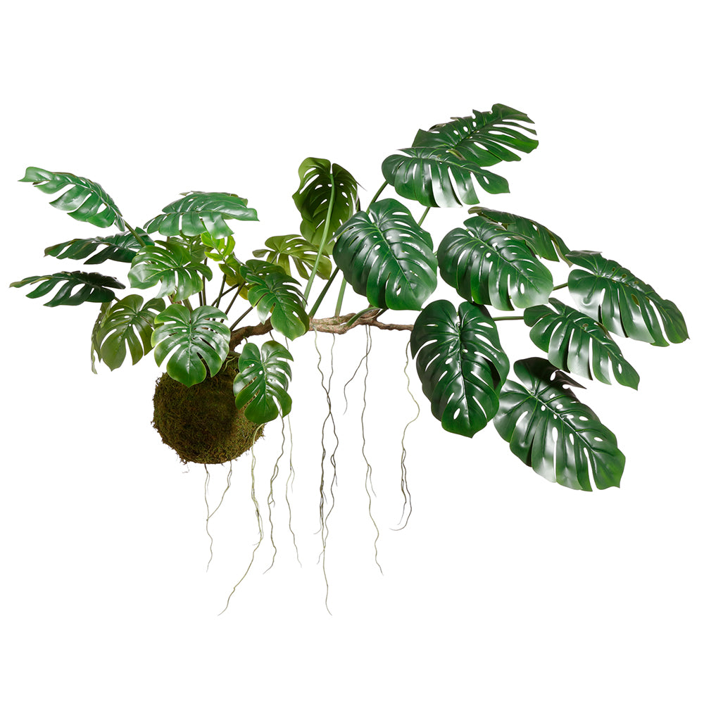 Monstera Hanging Plant