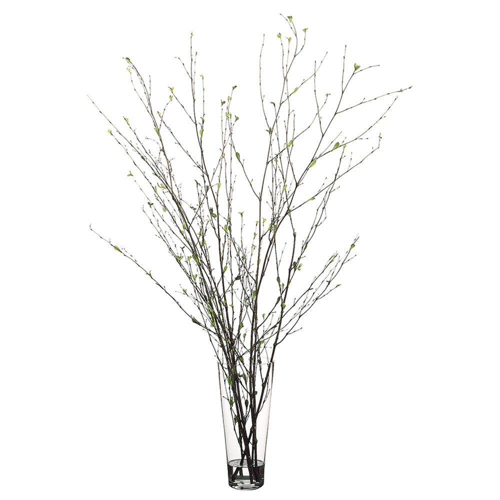 New Branch’s in Vase with Water