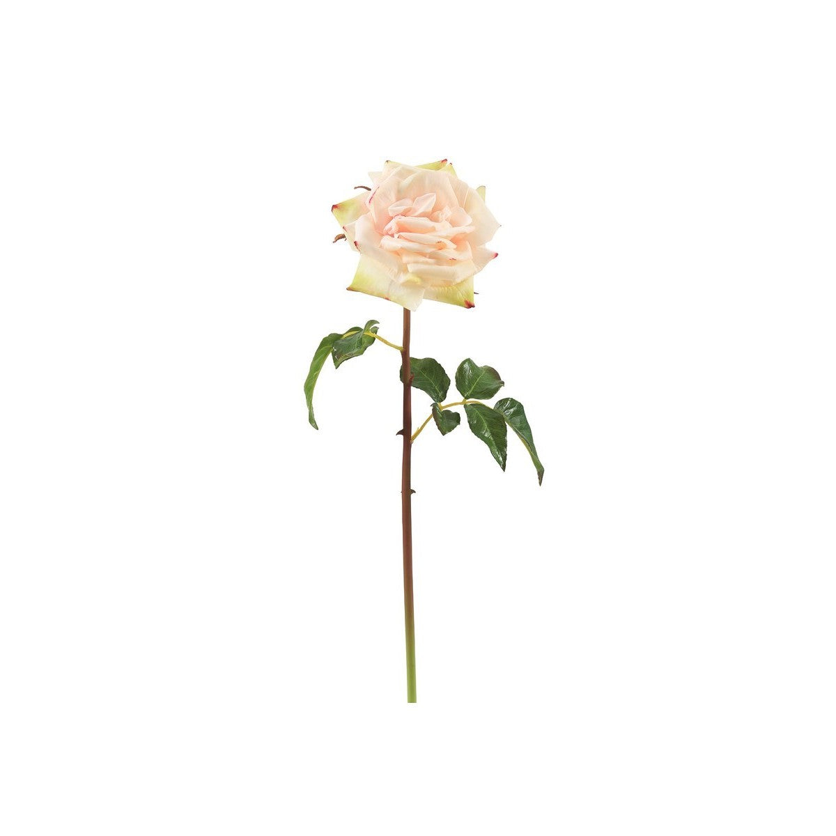 Open Rose