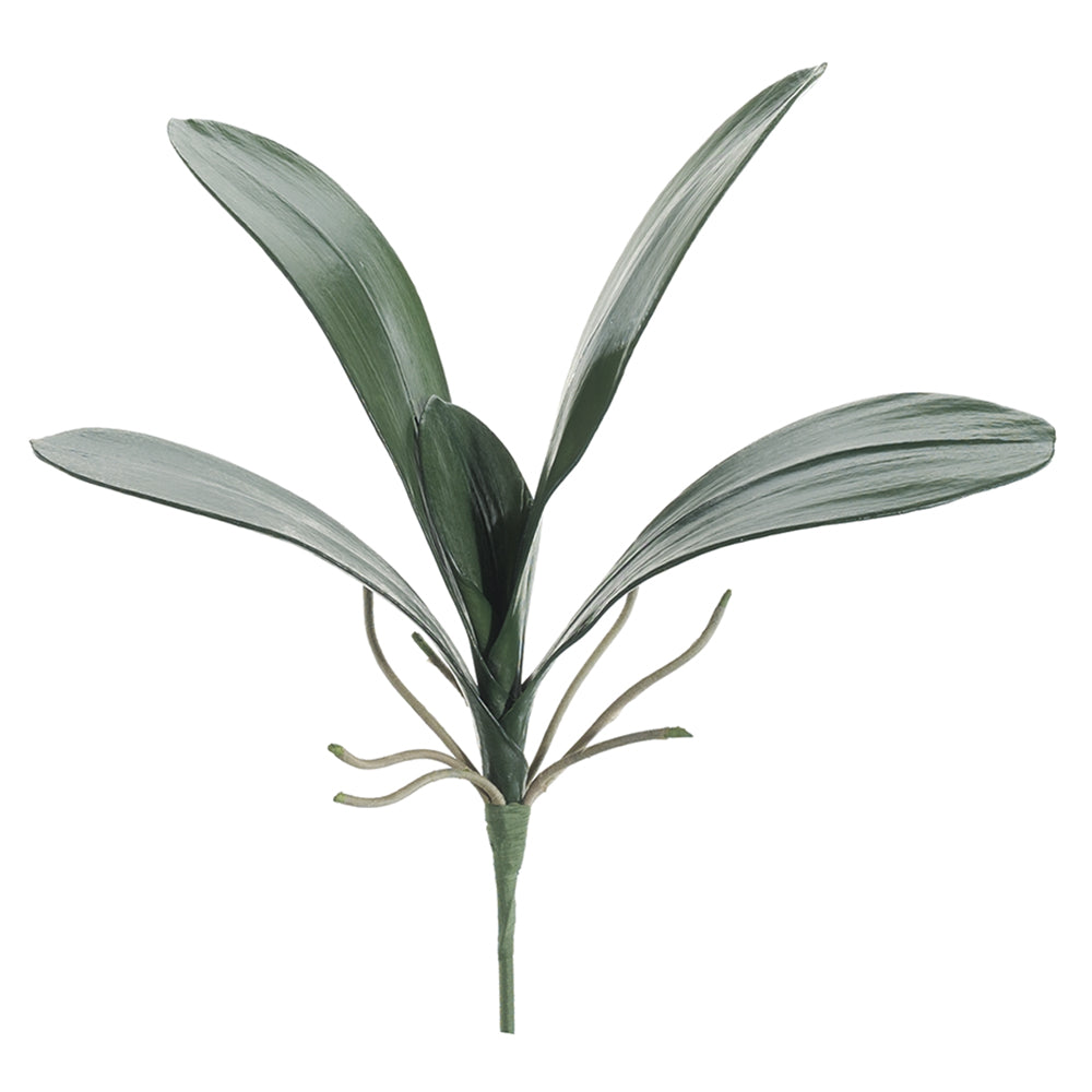 22&quot; Phalaenopsis Leaf