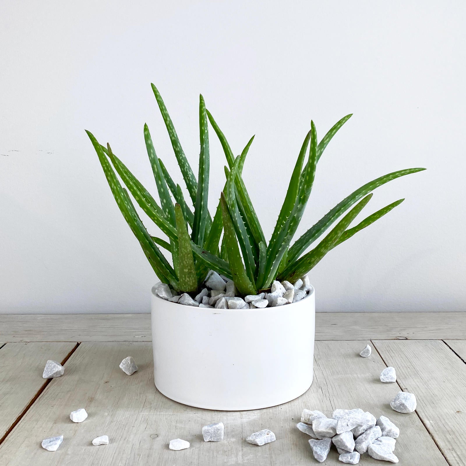 which aloe vera plant is best Aloe Vera Plant