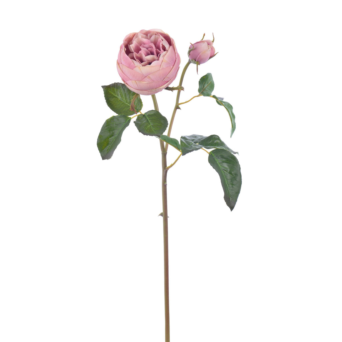 Rose English - Short Stem