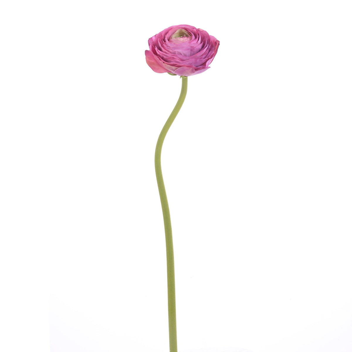 Ranunculus - Pink