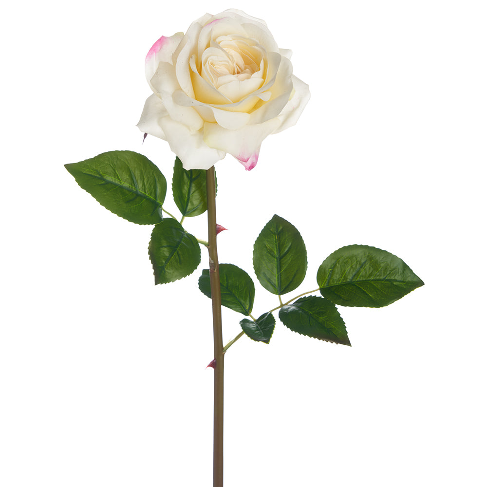 Rose Spray - Cream