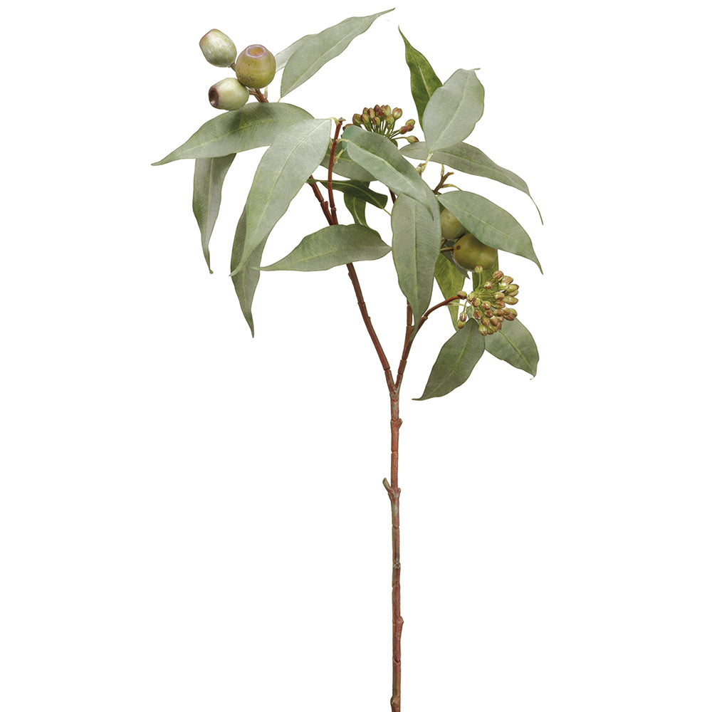 Seeded Eucalyptus Branch