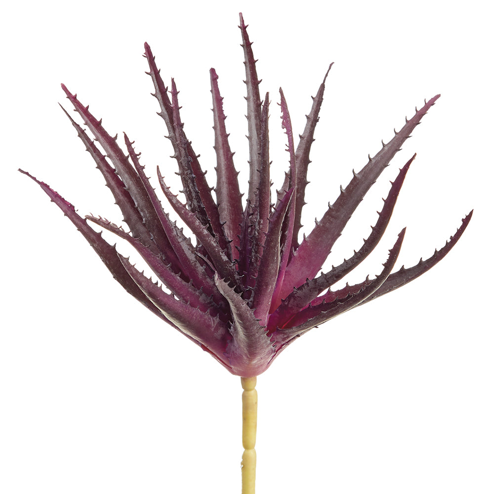 Aloe Plant - Deep Purple