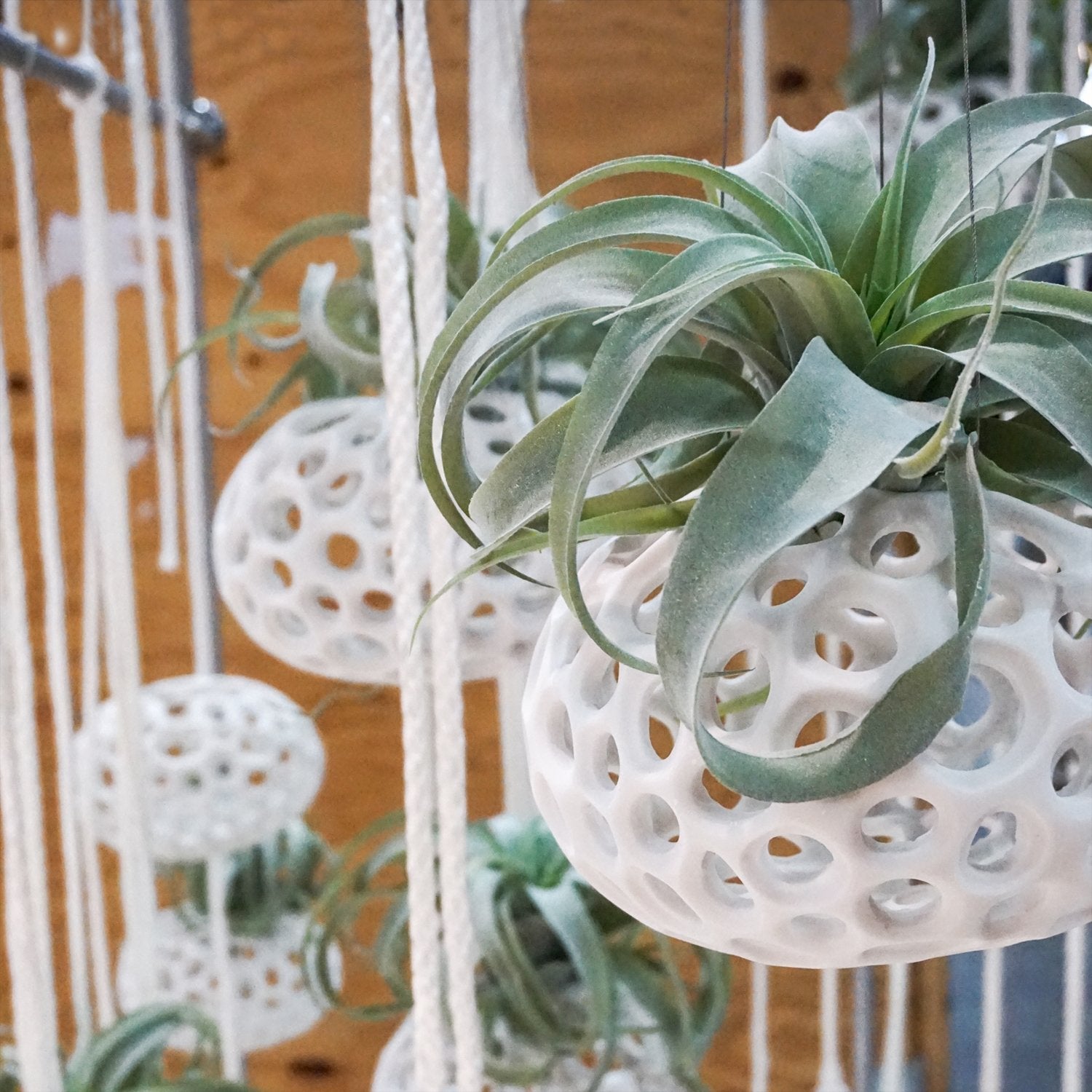 ellipse hanging planter sculpture Sponge Sculpture Hanging Planter