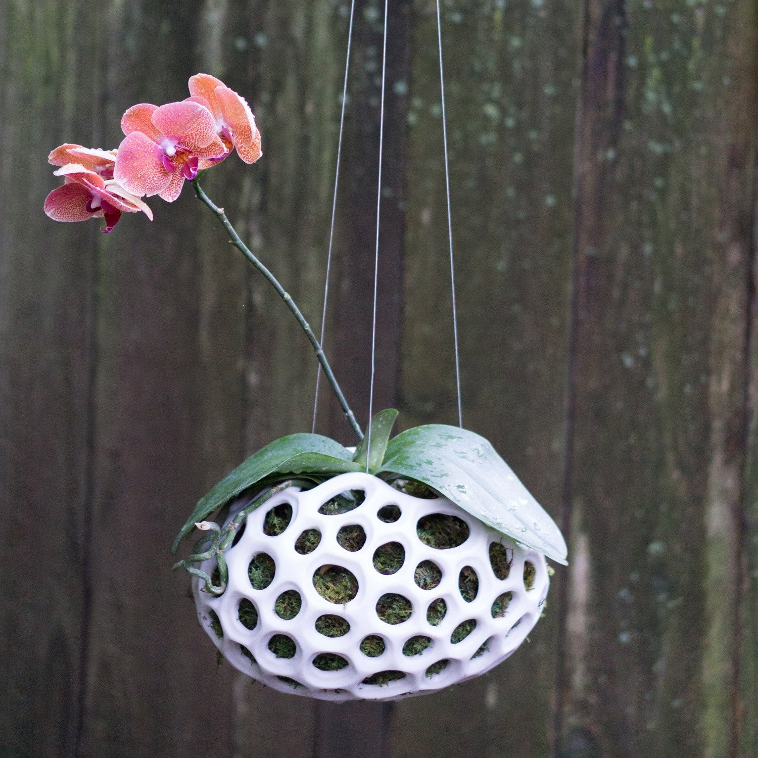 ellipse hanging planter sculpture Sponge Sculpture Hanging Planter