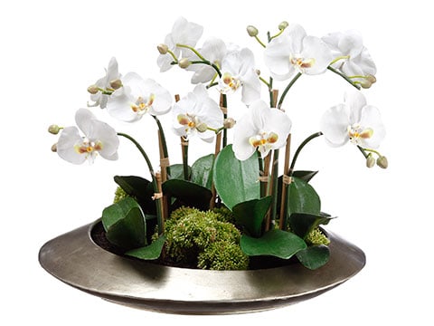 Orchid & Sedum Arrangement