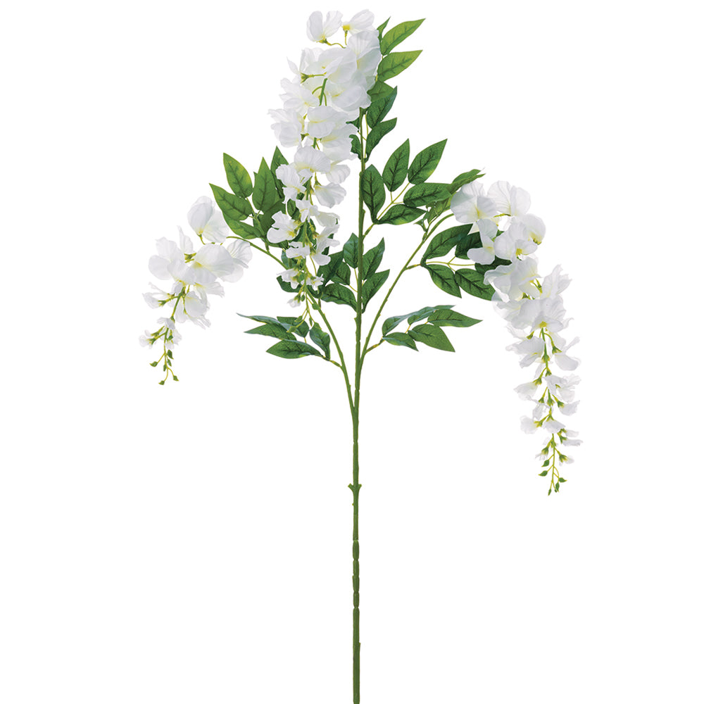 Wisteria - White