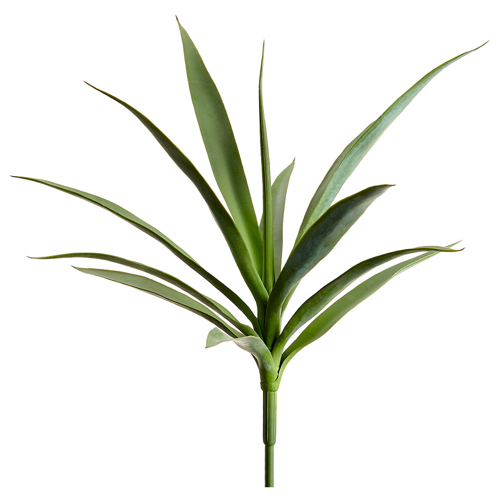 Yucca Plant