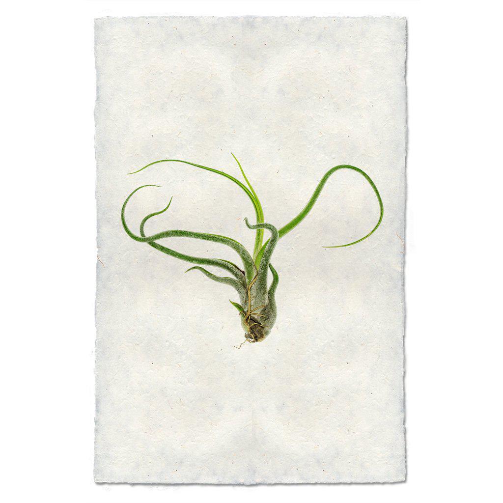 Air Plant #5 (Tillandsia Caput-Medusae)