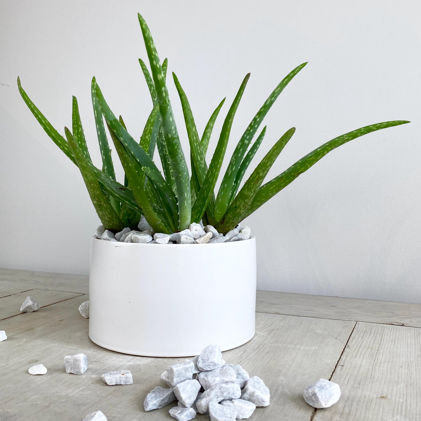 where to buy white aloe vera plant Aloe Vera Plant
