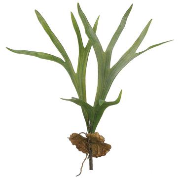 22.5&quot; Staghorn Plant Green