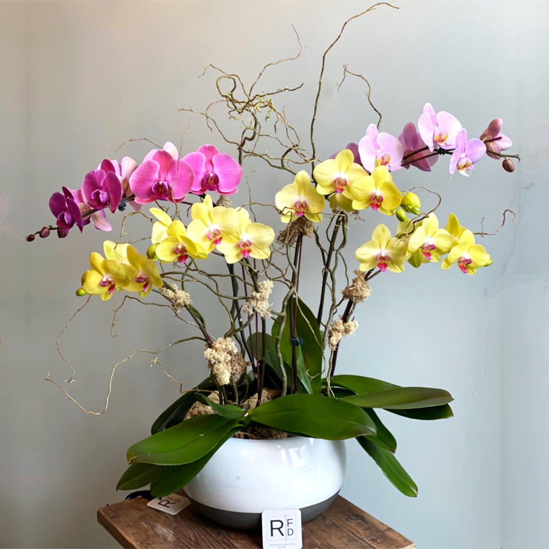 Botanical Orchid Collection