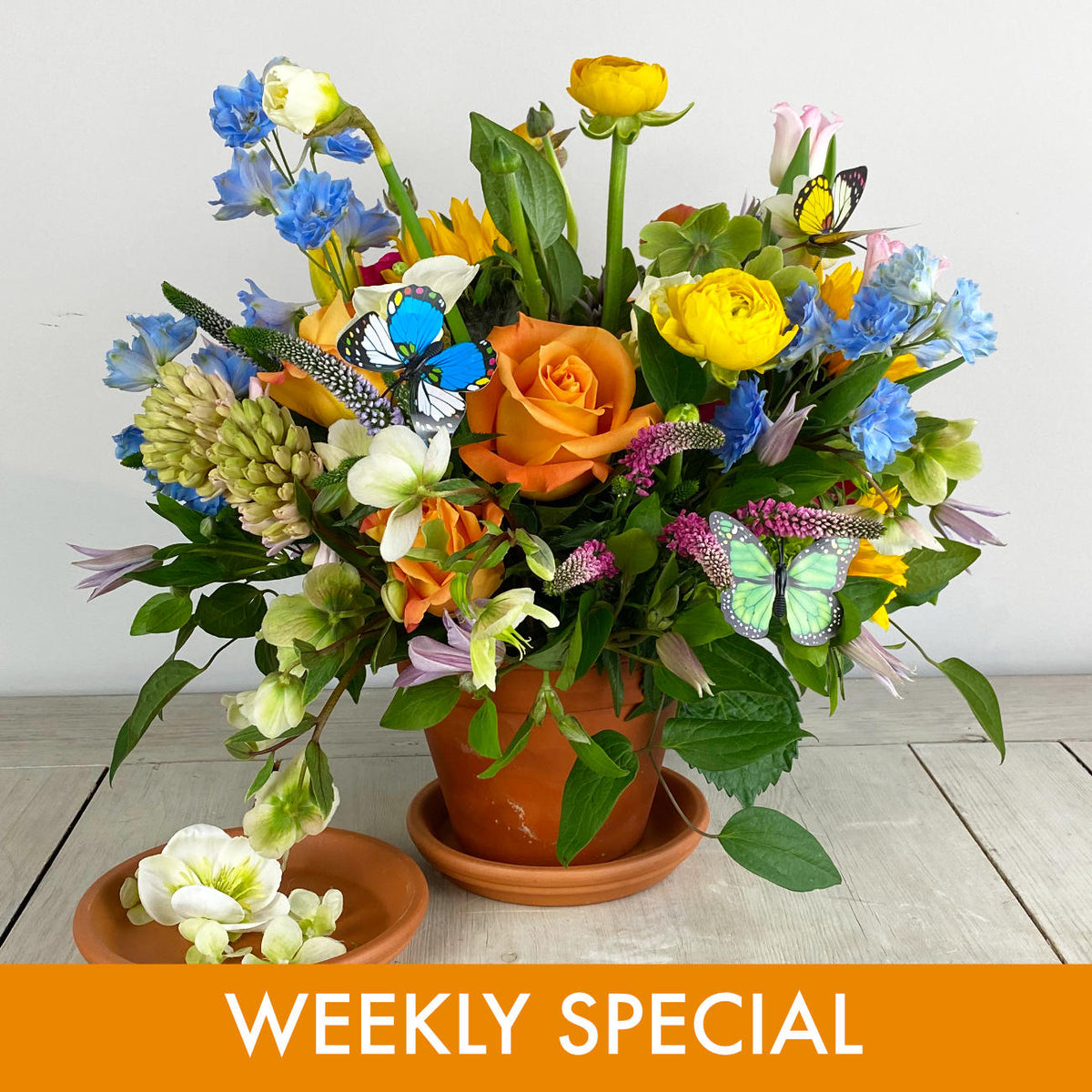 Lush green and spring blooms create a meadow of flowers designed in an aged terra-cotta pot with saucer, accented with colorful butterflies.