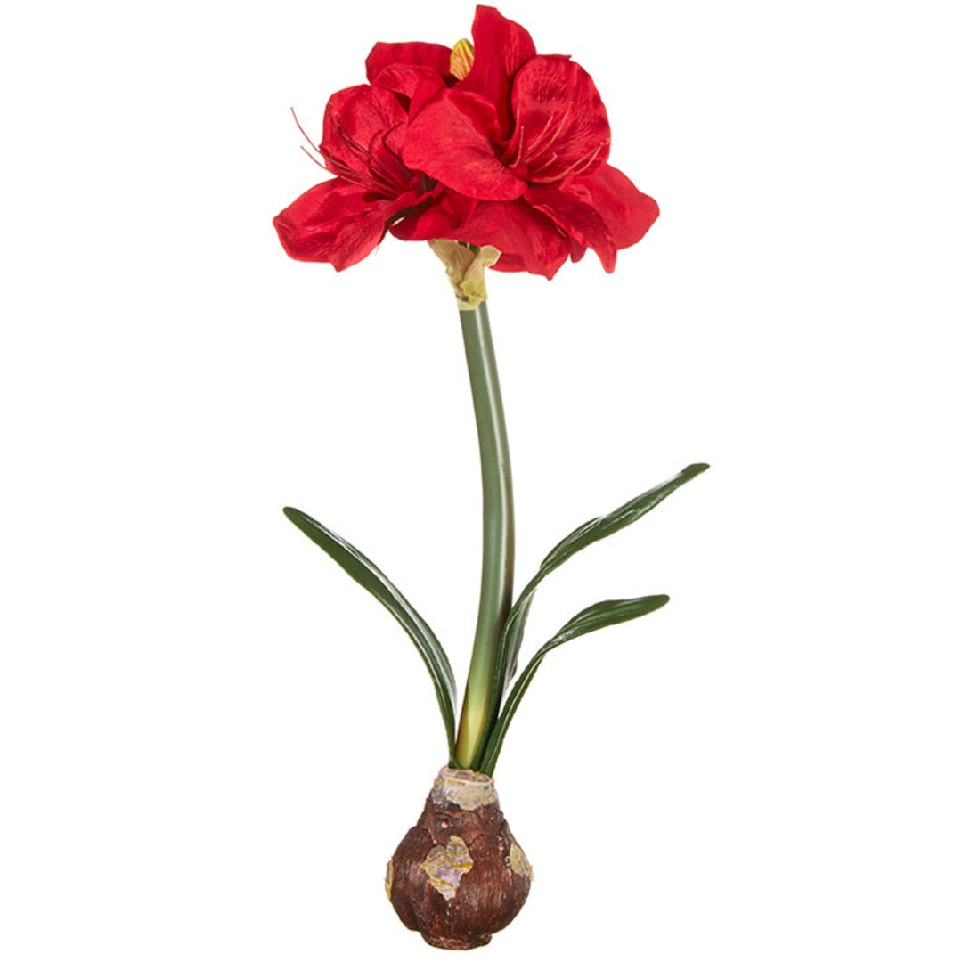 Red Amaryllis Bulb