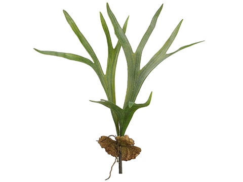 24.5&quot; Staghorn Plant Green